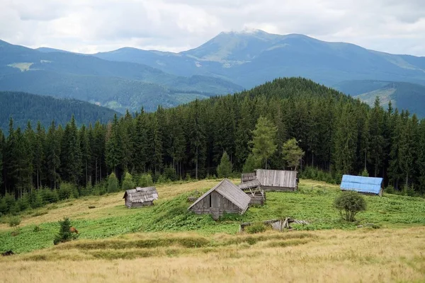 Dorf Der Nähe Von Karpaten Landschaft Den Abendbergen Mit Kühen — Stockfoto