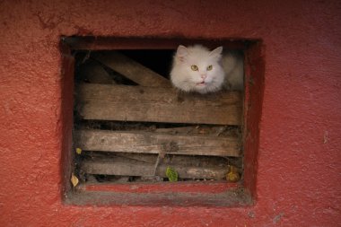 Beyaz korkmuş sokak kedisi bodrumda saklanıyor..