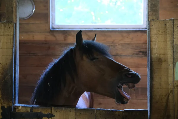 Häst Visar Tänderna Stallet Häst Bås — Stockfoto