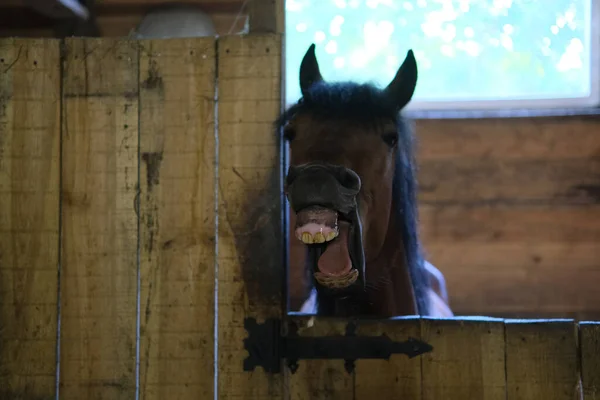 horse shows his teeth in the stable, horse stalls.