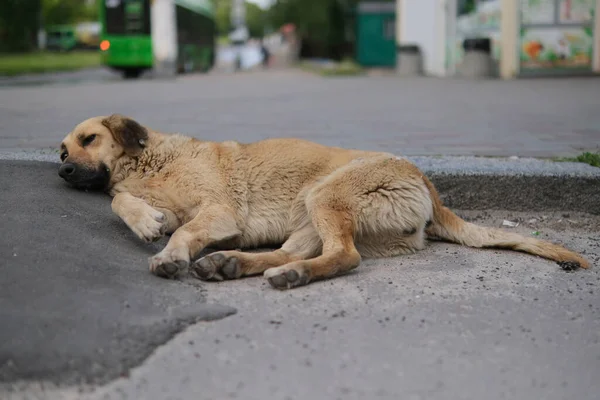 Chien Brun Solitaire Dormant Sur Route Asphalte — Photo