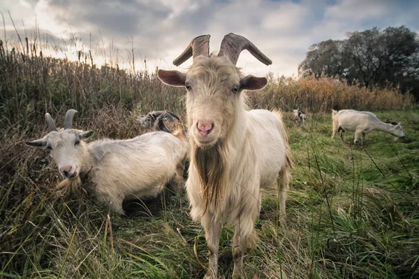甜山羊 有滑稽的胡子 其他山羊背景在农村放牧 美丽的白山羊站在绿色的草地上 在平静的阳光灿烂的农场里 — 图库照片