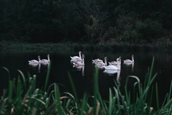 Dez Cisnes Brancos Nadando Rio Outono — Fotografia de Stock