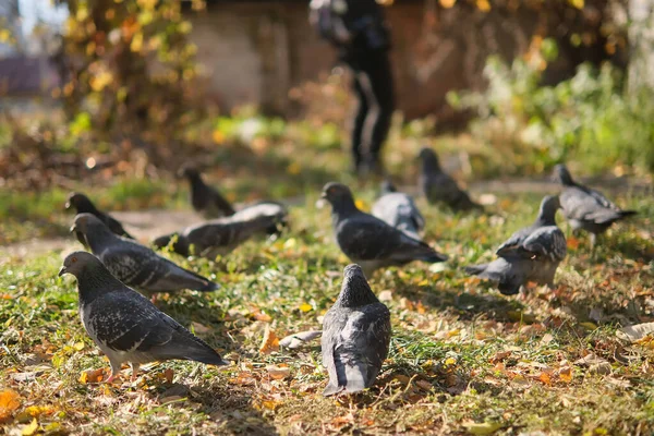 Tauben Spazieren Herbsttag Durch Die Stadt — Stockfoto