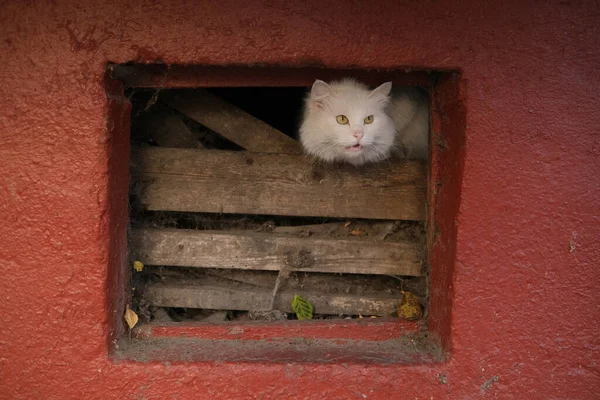 Beyaz korkmuş sokak kedisi bodrumda saklanıyor..