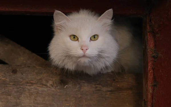 white frightened street cat hiding in the basement.