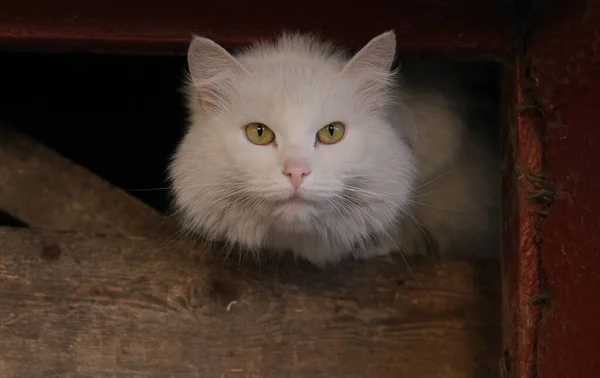 Weiße Verängstigte Straßenkatze Versteckt Sich Keller — Stockfoto