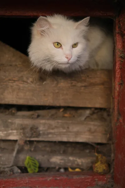 Bílá Vyděšená Pouliční Kočka Skrývající Sklepě — Stock fotografie