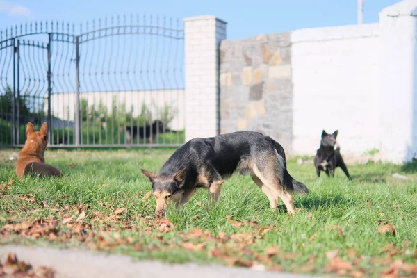 Tre Herrelösa Hundar Vid Järnporten Vaktar Kyrkogården — Stockfoto