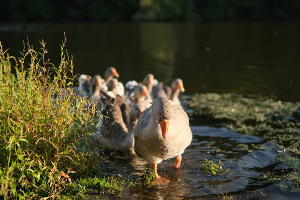 Geese Bank River Sunset — Stock Photo, Image