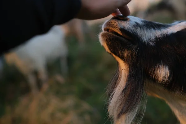 Girl Feeding White Goat Lawn Sunny Summer Country — Stock Photo, Image