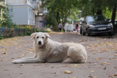 Sokakta yalnız evsiz, pis, beyaz sokak köpeği