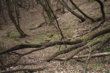 Ormanda devrilmiş bir ağaç kırsal yolu tıkamış..