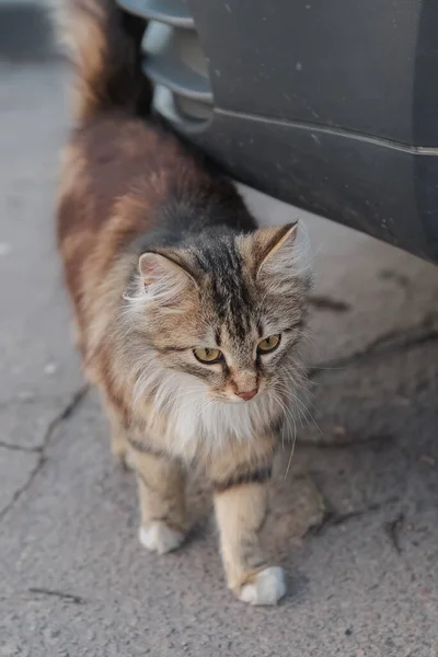 Katze Geht Auf Die Straße Und Reibt Das Auto — Stockfoto