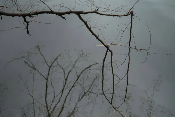 스러운 무서운 나뭇가지들 — 스톡 사진