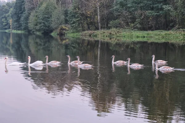 Nove Cisnes Brancos Nadando Rio Outono — Fotografia de Stock