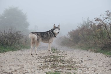 Sisli kırsal yolda Yalnız Sibirya Husky Köpeği bekliyor.
