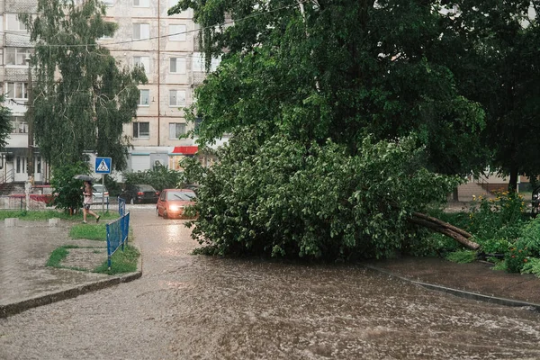 Fallen Trees Damaged Road Sidewalk Aftermath Storm — Photo