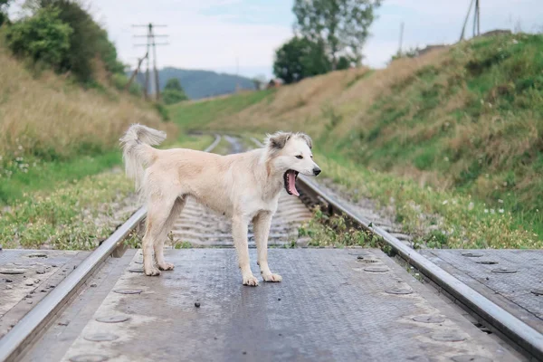 Lonely Homeless Dirty White Stray Dog Yawning Railroad Crossing — Zdjęcie stockowe