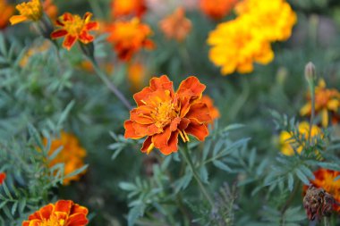 Bahçede güzel turuncu ve sarı kadife çiçekleri. Yeşil bitkinin arka planında yaz çiçekleri. seçici odak