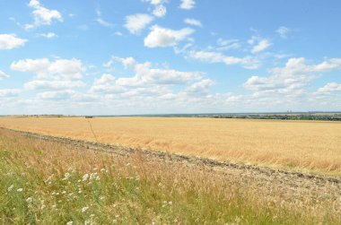 Mavi gökyüzü ve çim