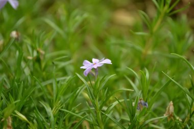 yeşil arkaplanda çiçek