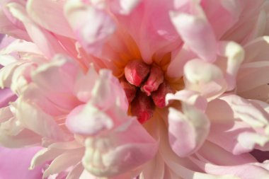 Beyaz ve pembe çiçek