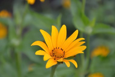 Güzel çiçekler, çiçek konsepti