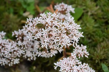 farklı renklerde kompozisyon