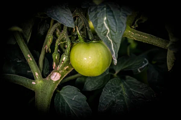 Tomates Fase Crecimiento Activo — Foto de Stock