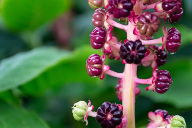 Bahçede yeşil ve kırmızı meyveler