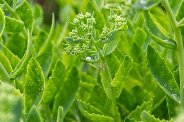 bir bitkinin yeşil yaprakları