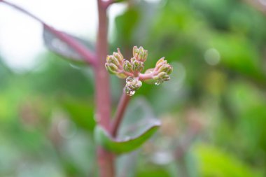 Güzel botanik fotoğrafı, doğal duvar kağıdı.