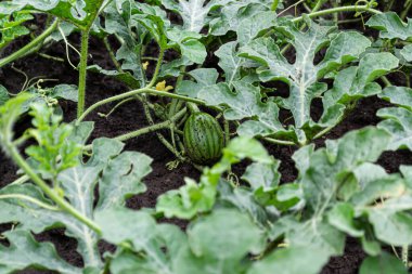 Bahçede yetişen yeşil bitkiler