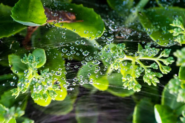 Красива Зелена Трава Флора Листя — стокове фото