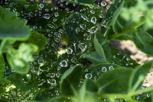 Wassertropfen Auf Die Blätter — Stockfoto