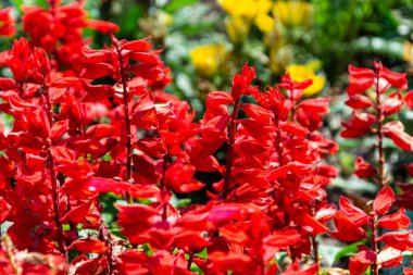 Bahçedeki güzel kırmızı çiçekler