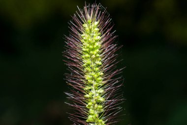 Güzel botanik fotoğrafı, doğal duvar kağıdı.