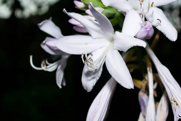 Hvide Magnolia Blomster Mørk Baggrund - Stock-foto