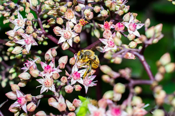 Bee Collects Pollen Nectar Flower Bed Garden — Stok fotoğraf