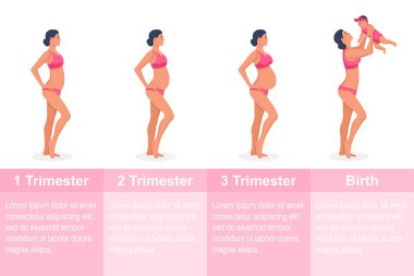 Hamileliğin aşamaları. Hamile kadın vektörü
