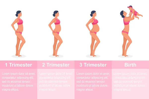 Etapas del embarazo. Vector de mujeres embarazadas — Vector de stock