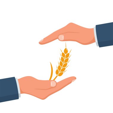 Buğday koruması. İnsanlar tahıl saklar. Tahıl ekinleri hariç. Vektör çizimi düz tasarım. Beyaz arka planda izole edilmiş. Olgun çiviyi savunan iki el.