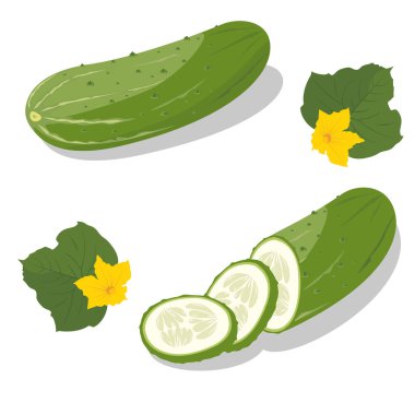 Salatalık seti. Tam salatalık, yarısı doğranmış, dilimler ve salatalık grubu. Taze yeşil salatalık. Organik sebzeler. Sağlıklı, diyet, vejetaryen yemekleri. Vektör illüstrasyonu beyaz arkaplanda izole edildi.