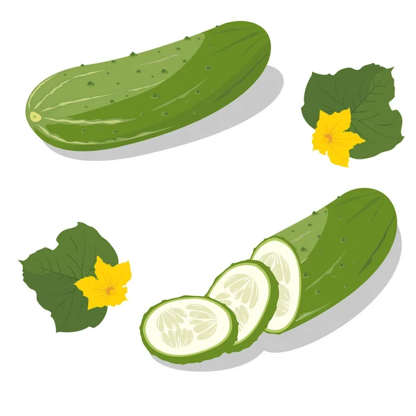 Komkommers Klaar Hele Komkommer Half Gehakt Plakjes Komkommers Groep Verse — Stockvector