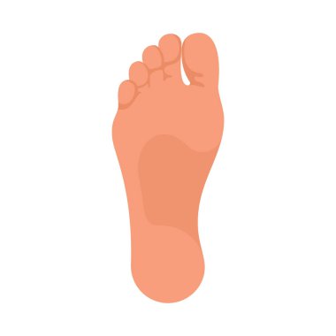 Soles of feet. The foot of the foot of a man or woman. Template for podiatry. The lower part of the human body. Bare foot. Vector illustration flat design. Isolated on white background.