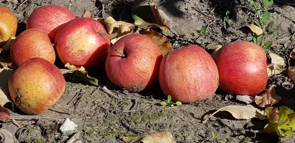Czerwone Jabłko Jedzenie Jesień Nastrój Jesienny Owoce Jesieni Gastronomia — Zdjęcie stockowe