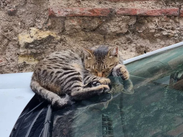  Ukrayna 'nın bozkırlarındaki gizemli geoglifler
