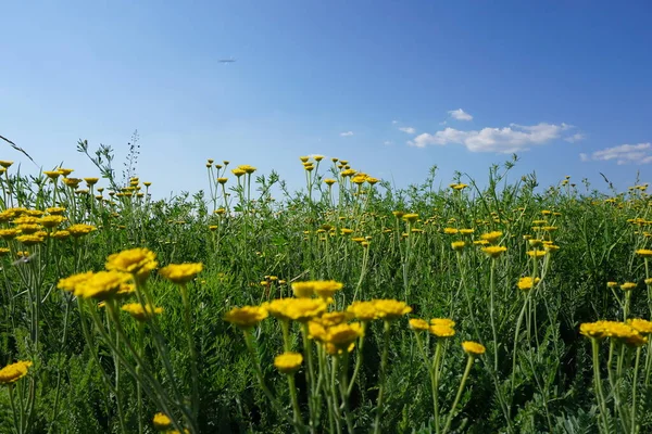  Ukrayna 'nın bozkırlarındaki gizemli geoglifler