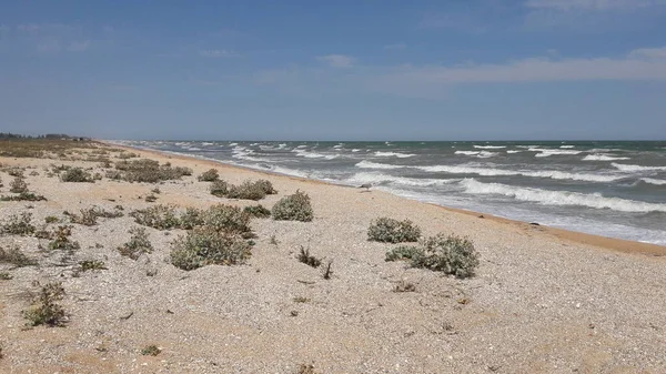  Azov Denizi 'nin kumlu sahilinde el sallayın. Ukrayna.